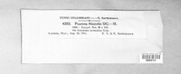 Puccinia absinthii image